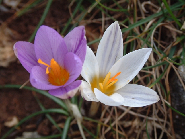 Romulea bulbocodium e Crocus biflorus